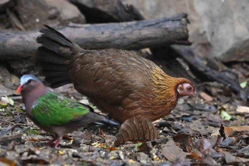 Poule bankiva et Colombine turvert