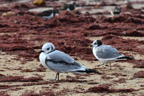 Mouette tridactyle et mouette de Sabine