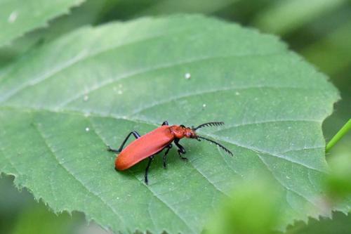 Lepture rouge (Corymbia rubra)