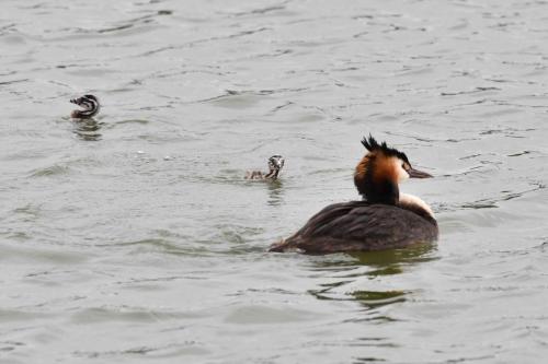 Grèbe huppé