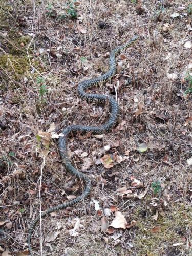 Couleuvre verte et jaune