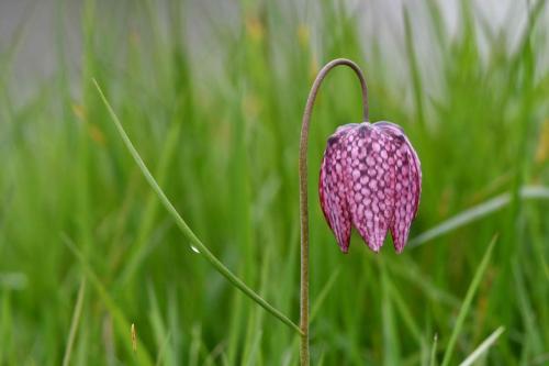 Fritillaire pintade