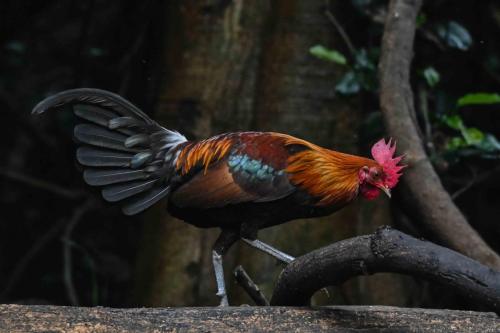 Coq bankiva
