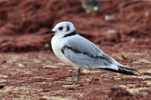 Mouette tridactyle