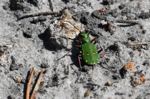 Cicindèle champêtre (Cicindela campestris)
