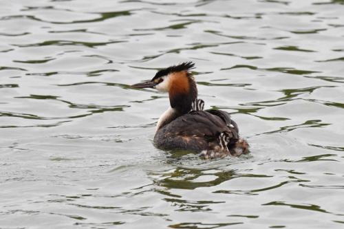 Grèbe huppé