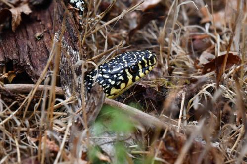 Couleuvre verte et jaune