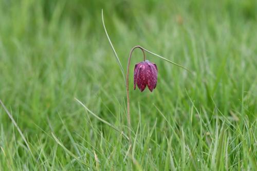 Fritillaire pintade