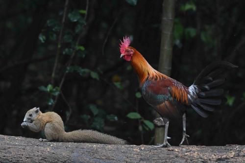 Coq bankiva et Ecureuil à ventre gris