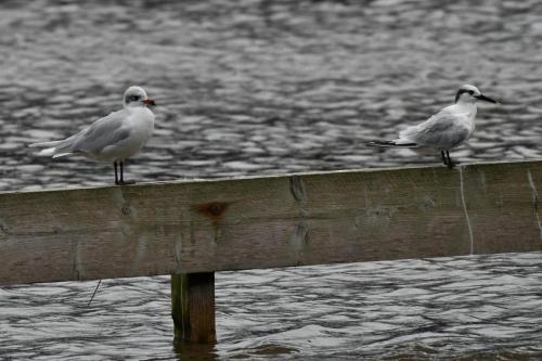 Mouette mélanocéphale et sterne caugek
