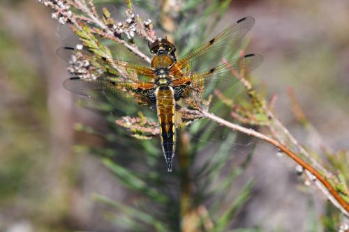 Libellule à quatre taches (Libellula quadrimaculata)
