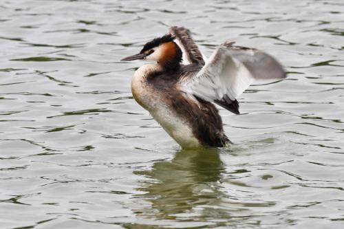 Grèbe huppé