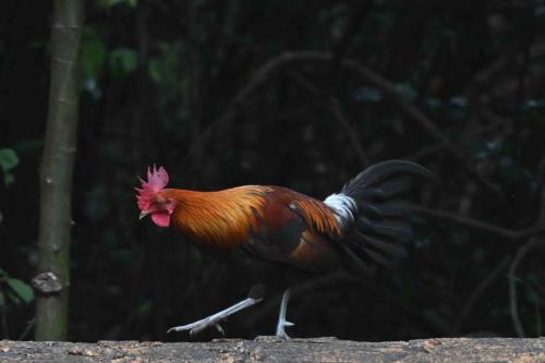 Coq bankiva