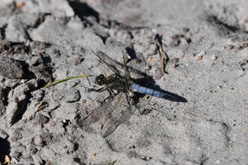 Orthétrum réticulé (Orthetrum cancellatum)