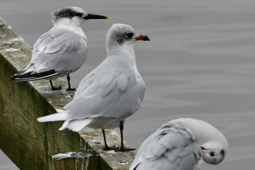 Sterne caugek et mouette mélanocéphale