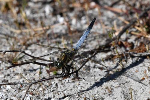Orthétrum réticulé (Orthetrum cancellatum)
