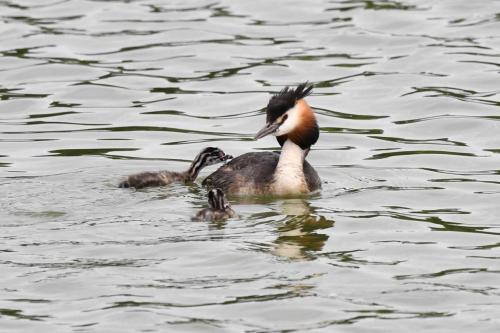 Grèbe huppé