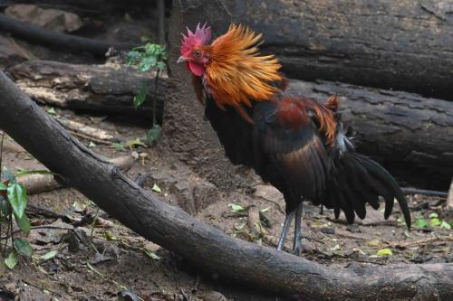 Coq bankiva