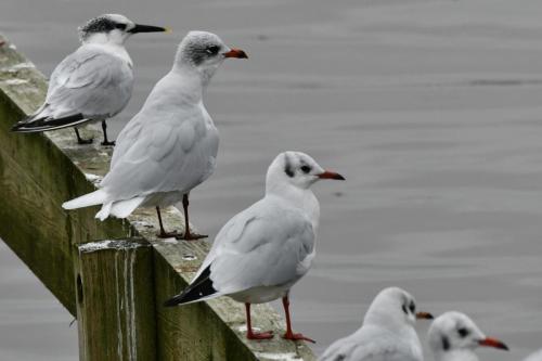 Sterne caugek, mouette mélanocéphale, mouettes rieuses