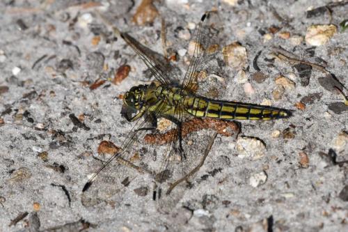 Orthétrum réticulé (Orthetrum cancellatum)