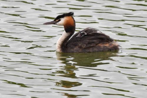 Grèbe huppé