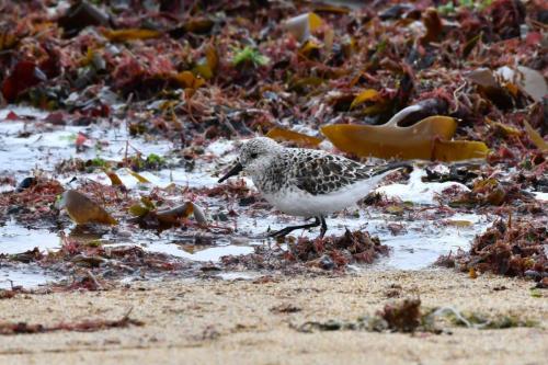 Bécasseau sanderling