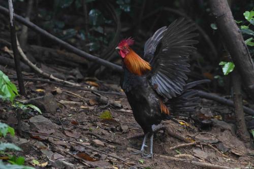 Coq bankiva