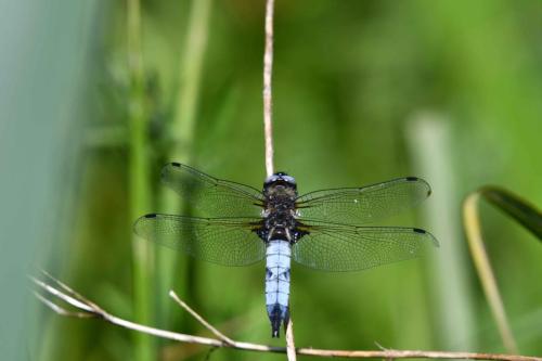 Libellule fauve (Libellula fulva)