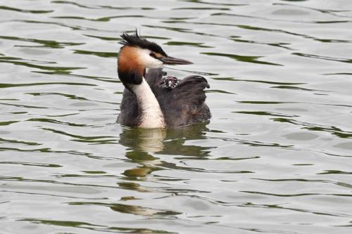 Grèbe huppé