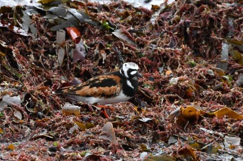 Tournepierre à collier