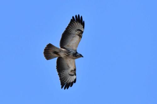 Buse variable