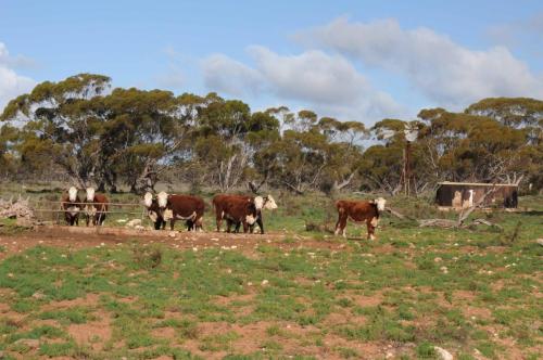 Vaches à l'abreuvoir