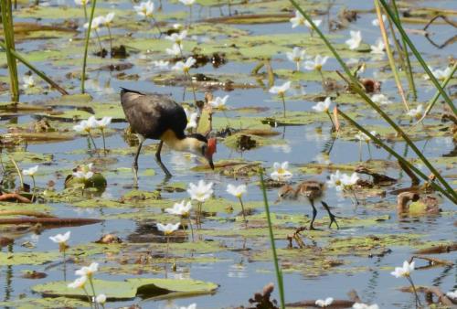 Jacana à crête avec un jeune