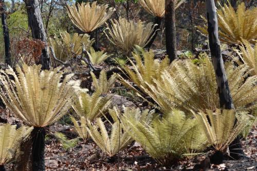 Cycads (genre de palmier) qui ne se trouvent que dans le nord de l'Australie - ici malheureusement brulés 