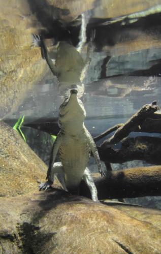 Crocodile d'eau douce dans le parc animalier (vue sous l'eau)