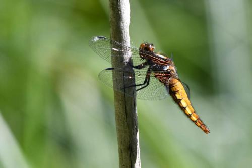 Libellule déprimée (femelle) (Libellula depressa)