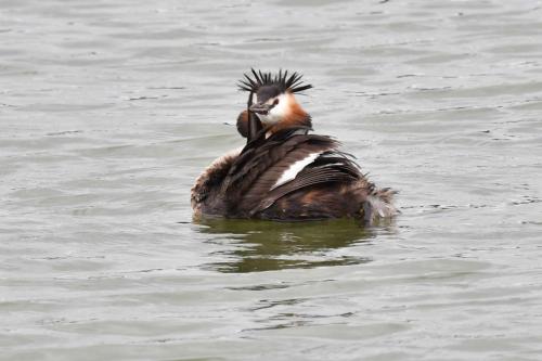 Grèbe huppé