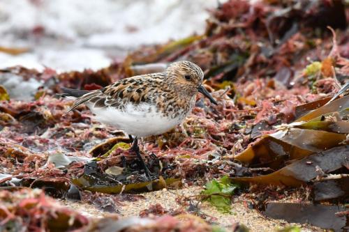Bécasseau sanderling