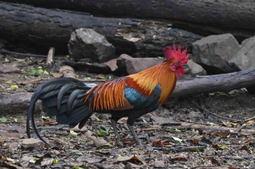 Coq bankiva