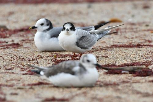 Sterne arctique et mouettes de Sabine