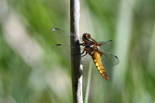 Libellule déprimée (femelle) (Libellula depressa)