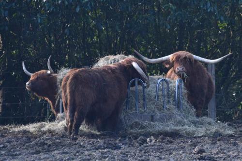 Vaches Highland