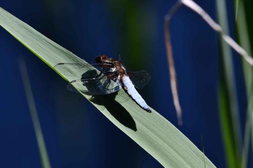 Libellule déprimée (mâle) (Libellula depressa)