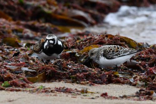 Tournepierre à collier et Bécasseau sanderling