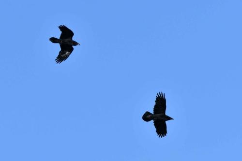 Grands corbeaux