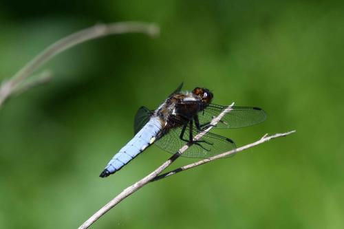 Libellule déprimée (mâle) (Libellula depressa)