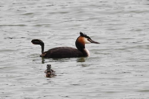 Grèbe huppé