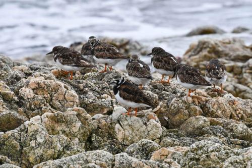 Tournepierres à collier