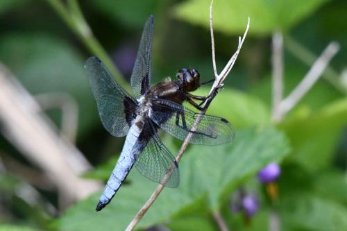 Libellule déprimée (mâle) (Libellula depressa)