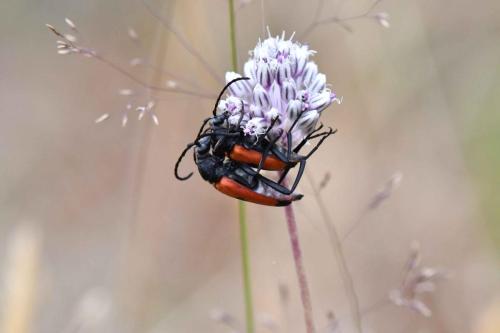 Lepture porte-cœur (Stictoleptura cordigera)